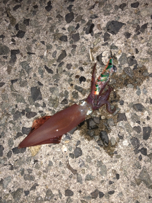 台風前エギング