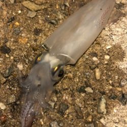 イカでも釣らにいくか。