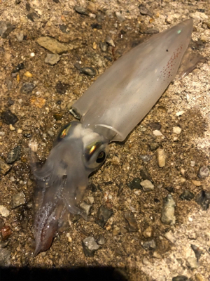 イカでも釣らにいくか。