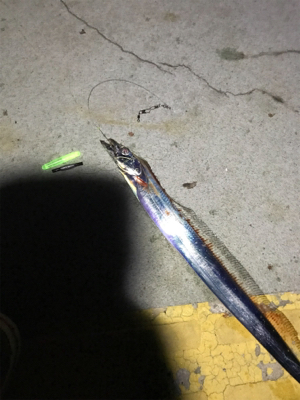 なんとかタチウオ