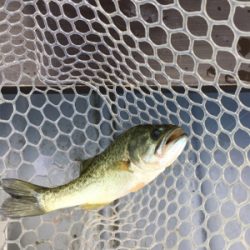 大幅減水の桜池