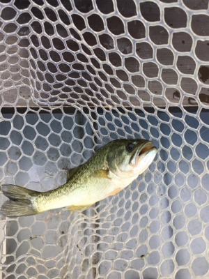 大幅減水の桜池