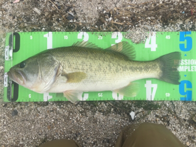 琵琶湖初釣果！