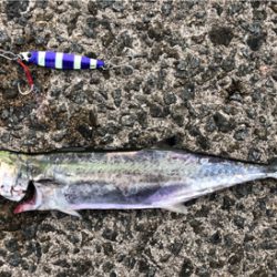 台風直前のサゴシ狙い(^^)♪