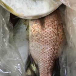 久しぶりの釣り堀