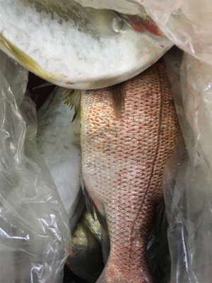 久しぶりの釣り堀