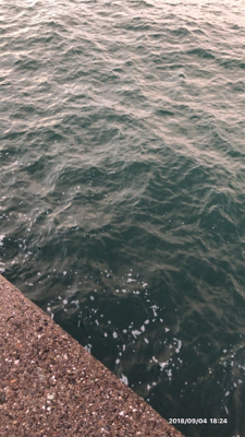 台風一過タチウオ