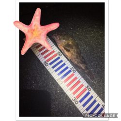 台風後の湾内調査