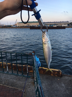 台風後アジング