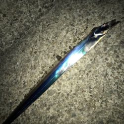 ケンサキ不在…なんとかタチウオGETσ(^_^;)