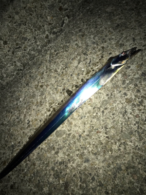 ケンサキ不在…なんとかタチウオGETσ(^…