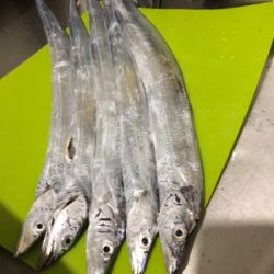 人工島で今年初タチウオ!