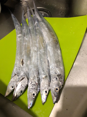 人工島で今年初タチウオ!