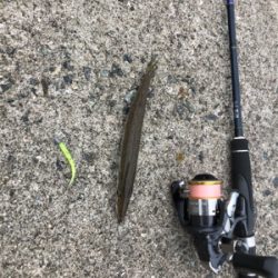 台風後の濁りの様子を見るついでに釣り◎