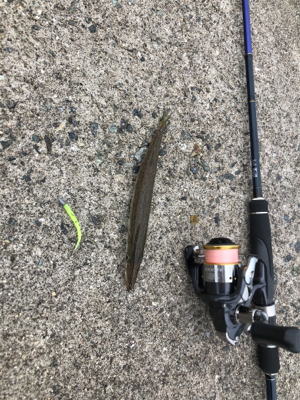 台風後の濁りの様子を見るついでに釣り◎