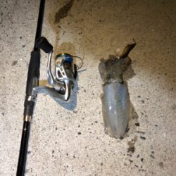 仕事終わりのエギング