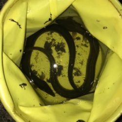 うなぎ釣り再リベンジ