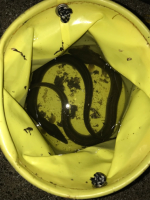 うなぎ釣り再リベンジ