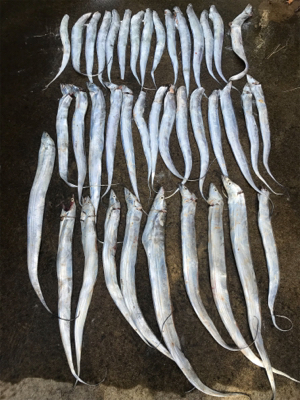 太刀魚大漁