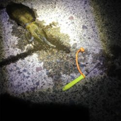 台風後のイカ調査