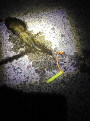 台風後のイカ調査