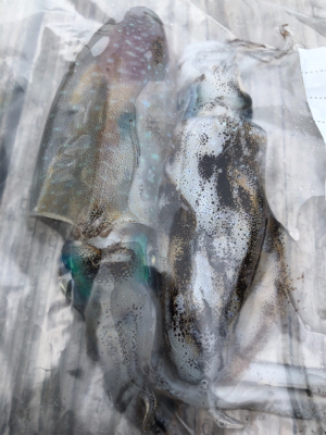 雨中のエギング