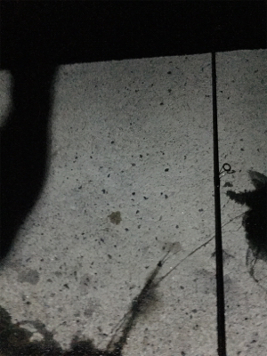 手のひらサイズ二杯