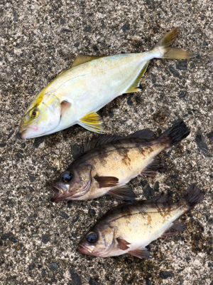 久しぶりに青物