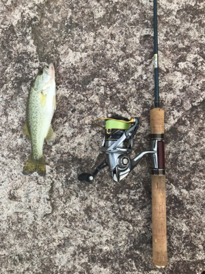 トラウトタックルでバス
