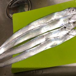 タチウオ連チャン！