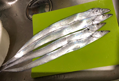 タチウオ連チャン！