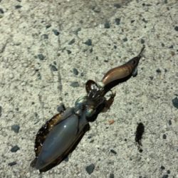 雨が降る前の短時間釣行