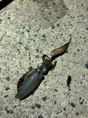 雨が降る前の短時間釣行