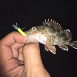 初めてのゲスト