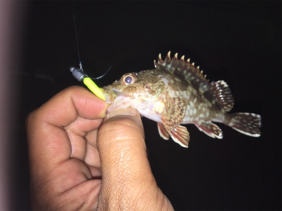 初めてのゲスト