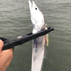 ホームで初タチウオ