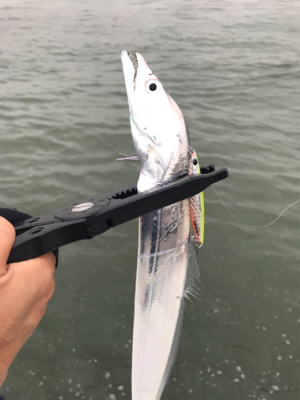 ホームで初タチウオ