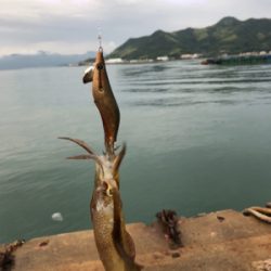 今シーズン初エギング