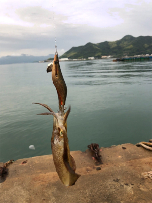 今シーズン初エギング