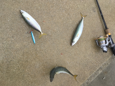 暇つぶしにダイソー縛りでジグサビキ