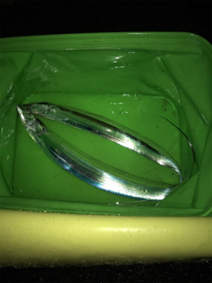 台風後の調査！