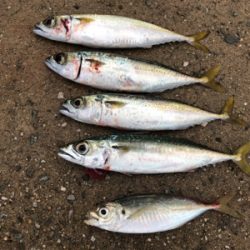 小雨のうちのサバ祭り(^^)♪