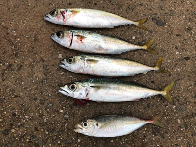 小雨のうちのサバ祭り(^^)♪