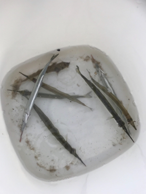 短時間 サヨリ狙い