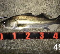 活性高い シーバス