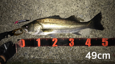 活性高い シーバス