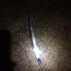 まだまだ小さい