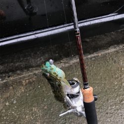 御所浦釣行2日目