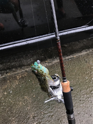 御所浦釣行2日目