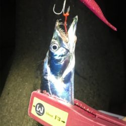 気まぐれタチ！